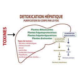 Hépadrel Liquide