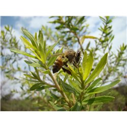 Propolis Verte 60 gélules