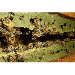 Propolis Verte 60 gélules