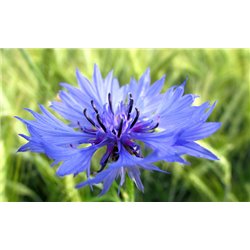 Eau florale bleuet bio Herbes et traditions200ml