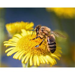 Propolis Verte gélules 120