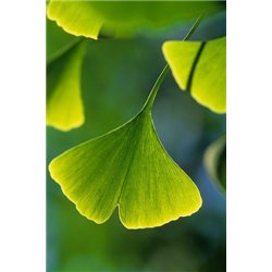 MACERAT GINGKO BILOBA Concentré