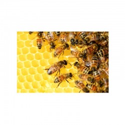 Propolis à mâcher Bio Française - 10 g - Trésor des Abeilles