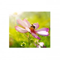 Pack Royal Propolis - 2x40...