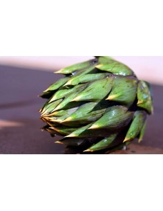 ARTICHAUT BIO  FEUILLE - Sachet 30g - Cailleau Herboristerie
