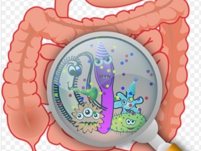 Les pro et prébiotiques protègent et renforcent votre flore intestinale