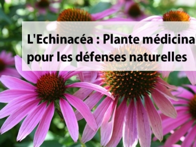 L'échinacéa est le reconnue pour ses propriétés  sur la résistance immunitaire