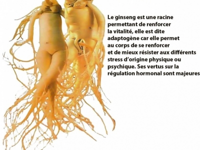 Le Ginseng: Le secret de longévité des empereurs chinois.