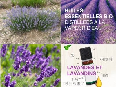 LAVANDE HUILE ESSENTIELLE BIO : Multiples actions remarquables